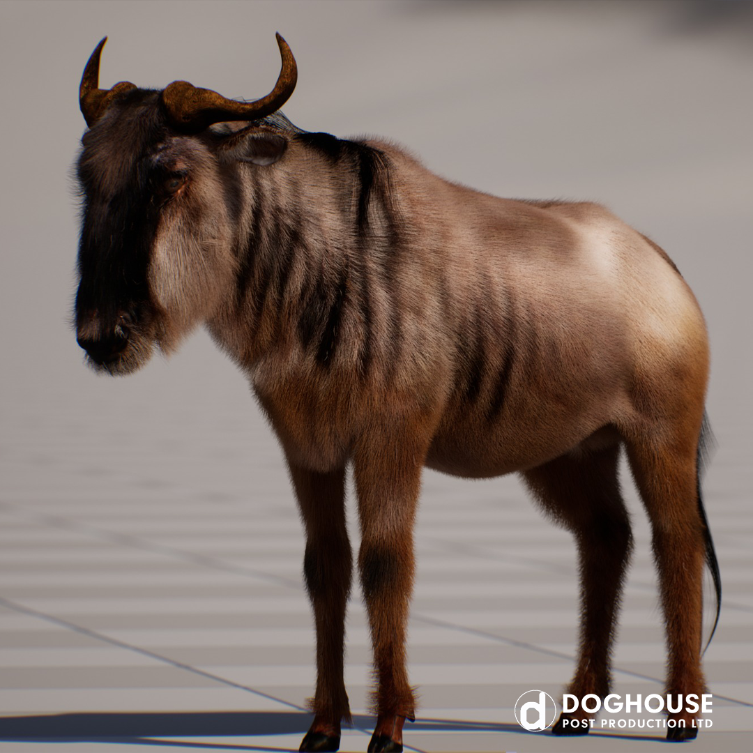 Predator V Prey Concept